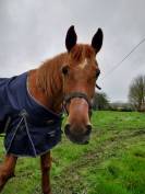 Pension chevaux Pré/box en pleine campagne, au calme 