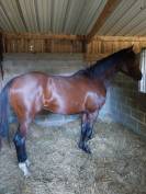 Pension chevaux Pr&eacute;/box en pleine campagne, au calme 