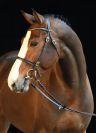 Million Dollar - BWP Cavallo da Sangue Belgio 2012 ,  PLOT BLUE