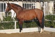 Don Quichot - BWP Belgian Warmblood 2000 by QUITE EASY