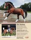 Don Quichot - BWP Cavallo da Sangue Belgio 2000 ,  QUITE EASY