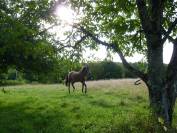 Pension de chevaux à Montceau-les-mines