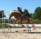 Pension de chevaux à Montceau-les-mines