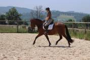 Vends poulains et pouliches PRE et PSL