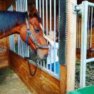 Maison de retraite chevaux/poneys- Earl de Roncherolles