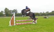 SOLD 2020 4yo Gelding- Serious competition prospect