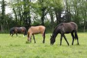 PENSION ENSEIGNEMENT ETHOLOGIE & DRESSAGE