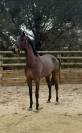 Bel hongre 5 ans 