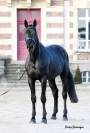 Magnifique Diamant noir SFO Champion de France 7 ans !