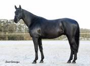 Magnifique Diamant noir SFO Champion de France 7 ans !