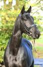 Magnifique Diamant noir SFO Champion de France 7 ans !