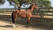 Haras de la jasse | Horse trading > Horse dealers