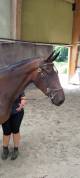 Pouliche SF 3ans par Andiamo Semilly 