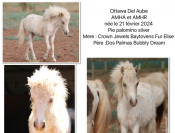 cheval miniature Americain AMHA