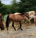 Jennet, ma gazelle des steppes turkmènes !