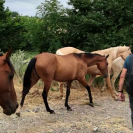 Jennet, ma gazelle des steppes turkmènes !