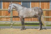 Pure Race Espagnole PP hongre 6 ans 160