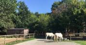 Pension chevaux à Crespières Yvelines 