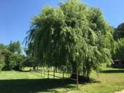 Ecurie de Propri&eacute;taires - La Clef Des Saules (26)