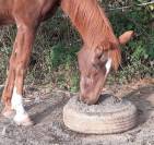 Comment un cheval rêve sa retraite