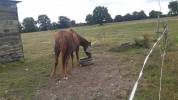 Comment un cheval rêve sa retraite