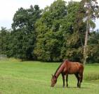 Propose pension-pré pour poney en retraite à Soissons