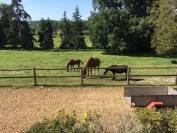 Propose pension-pré pour poney en retraite à Soissons