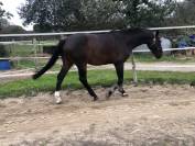 &Eacute;curies de Keriel - Ecurie de propri&eacute;taires (22)