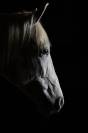 Photographe chevaux et animaux de compagnie