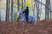 Photographe chevaux et animaux de compagnie