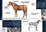 Massage et technologies innovantes pour chevaux