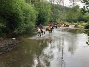 Pension chevaux - Cercle Equestre Belle Vue à Dinant