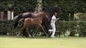 Stallone KWPN Cavallo da Sport Neerlandese In vendita 2023 Baio ,  Opium jw van de moerhoeve