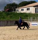Lot de deux juments