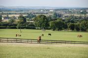 Centro di stagione cavallo In vendita Nièvre