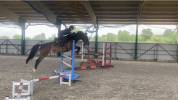 Pension de chevaux/ enseignement