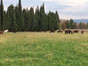 Exceptionnel - Domaine équestre de 25 hectares en Provence