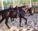 Rocky montain Horse "La cense's Chaman" 