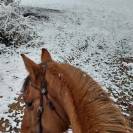 Pension chevaux haute vienne