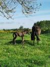 Filly PRE Pure Spanish Bred For sale 2022 Black