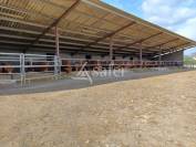 Sheep farm  Charente