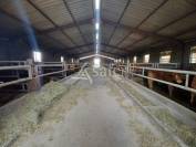 Explotación ovina En venta Charente
