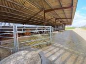 Sheep farm  Charente