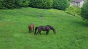 Pension familiales chevaux - Ecurie de Rêve (23)