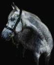 The Horse's Photographer - Fine Art Equine Photography