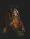 The Horse's Photographer - Fine Art Equine Photography