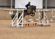 Scopey Competitive Jumping Mare