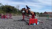 Scopey Competitive Jumping Mare