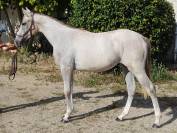 Filly Anglo-Arabian For sale 2021 Grey
