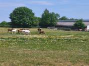 PENSION CHEVAUX PONEYS 